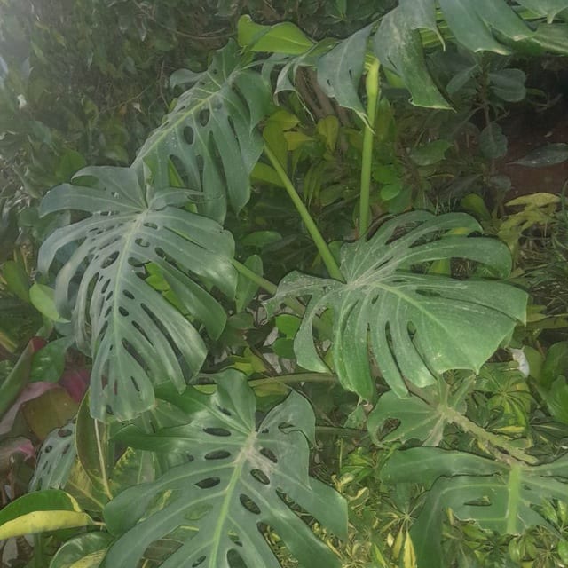 ፍያ ፊንገር